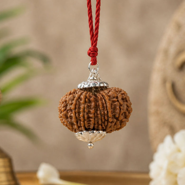 13 Mukhi Nepali Rudraksha - Terah Mukhi