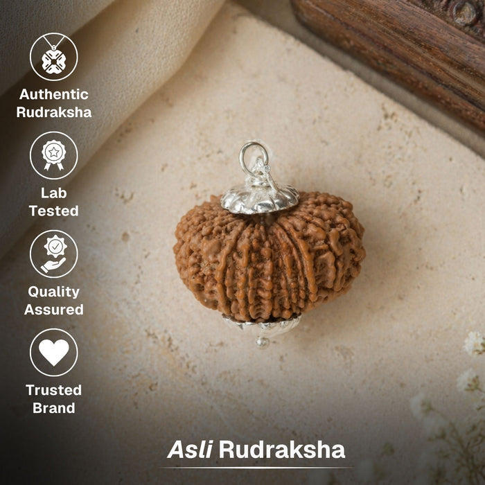 13 Mukhi Nepali Rudraksha - Terah Mukhi