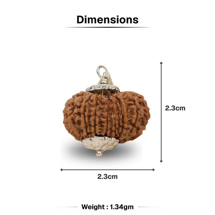 13 Mukhi Nepali Rudraksha - Terah Mukhi