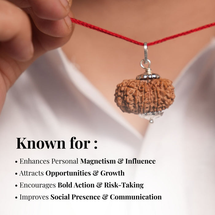 13 Mukhi Nepali Rudraksha - Terah Mukhi