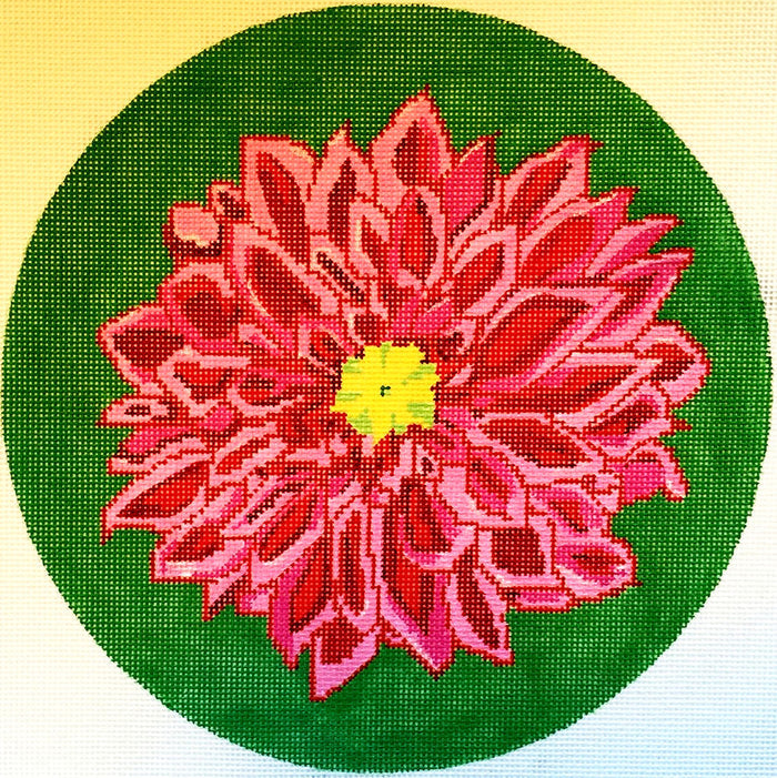 Pink Round Dahlia